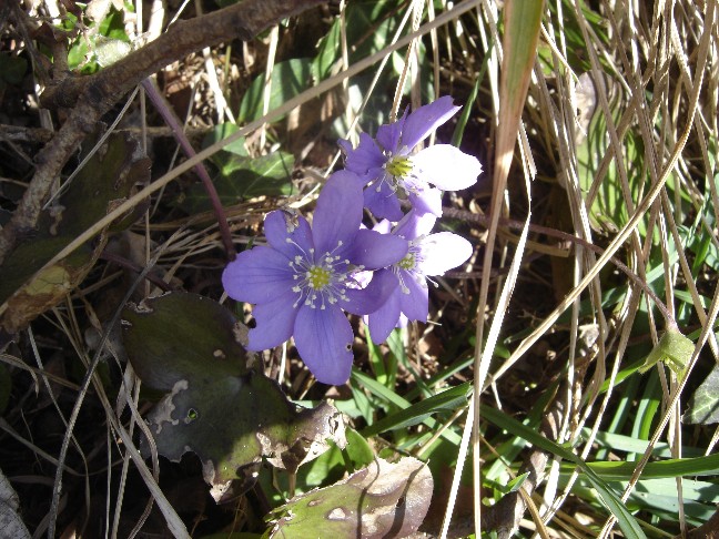 Fiori primaverili